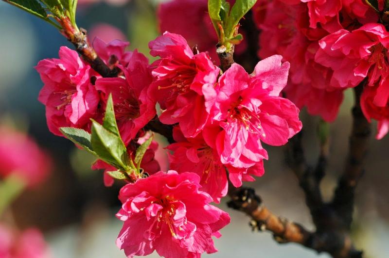 Hoa cúc chậu lớn trang trí nhà cửa ngày Tết, mang ý nghĩa tài lộc và sung túc cho gia đình